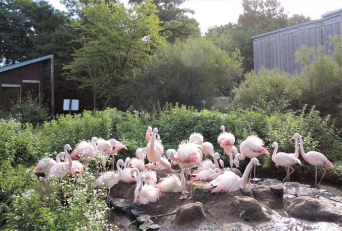 Die Chile-Flamingos bekommen nun ein neues Gehege im Landauer Zoo. (Foto: Stadt Landau)