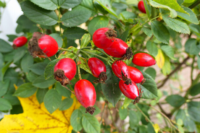 Hagebutten (Foto: Pfalzmuseum für Naturkunde)