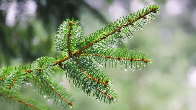 Symbolbild Tannenzweig (Foto: Pixabay/Alfons Landsmann)