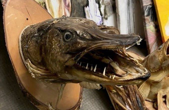 Hecht im Fundbüro (Foto: Stadt Neustadt)