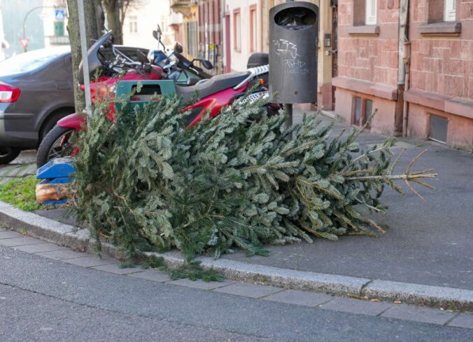 Symbolbild Weihnachtsbaum Entsorgung (Foto: Holger Knecht)
