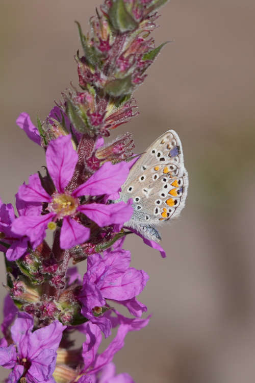 Ein naturnaher Garten freut Mensch, Tier – und Pflanzenwelt. (Quelle: Christiane Hilsendegen)