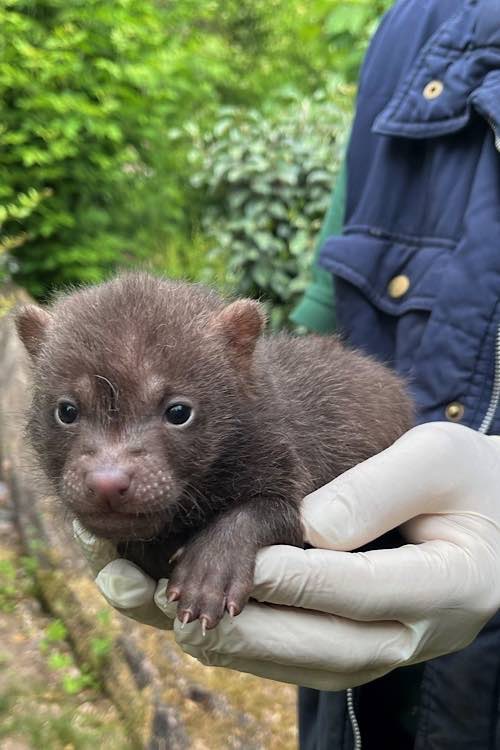 Eines von fünf Waldhund-Jungtieren, die 2025 im Zoo Landau das Licht der Welt erblickten. (Foto: Zoo Landau)