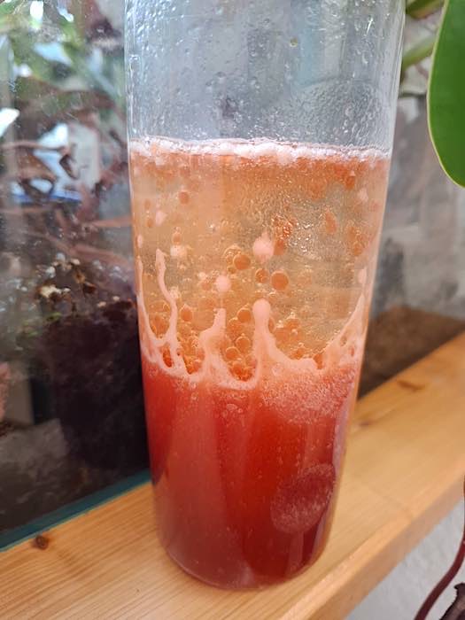 Lavalampe (Foto: Pfalzmuseum für Naturkunde)