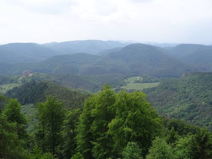 Der Pfälzerwald: der größte zusammenhängende Wald Deutschlands ist seit 1992 ein UNESCO-Biosphärenreservat. (Foto: Pfalzmuseum für Naturkunde)