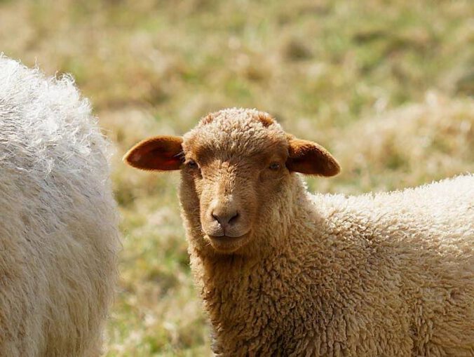 Symbolbild Schafe (Foto: Holger Knecht)