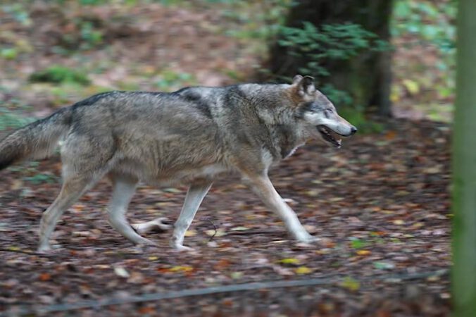 Symbolbild Wolf (Foto: Holger Knecht)