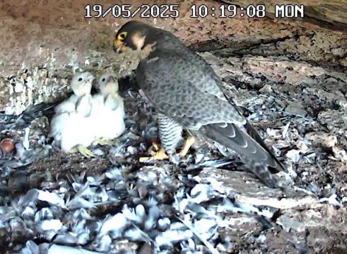 Fütterung zweier Wanderfalken-Jungvögel am Ruppertstein. (Foto: Arbeitskreis Klettern & Naturschutz)