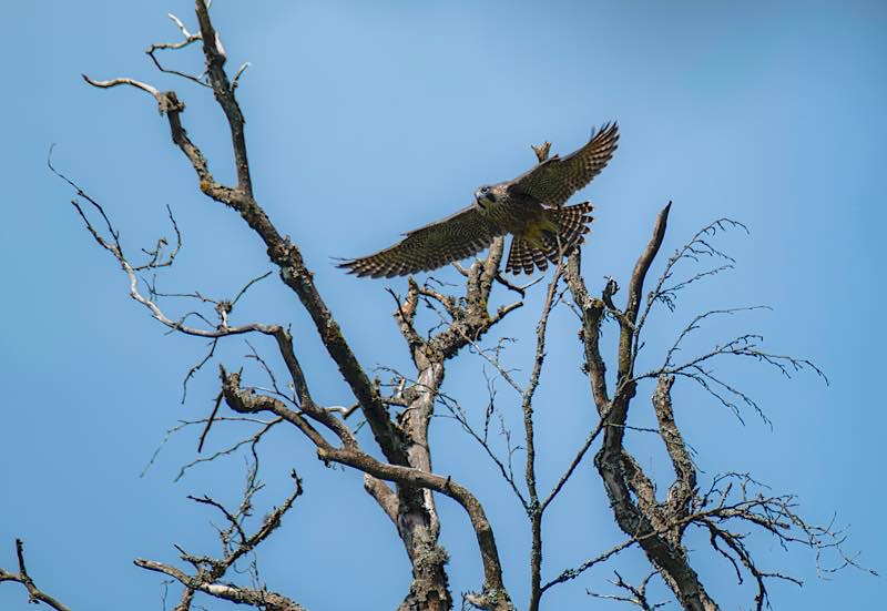 Flügger Wanderfalken-Jungvogel am Ruppertstein (Foto: Arbeitskreis Klettern & Naturschutz)