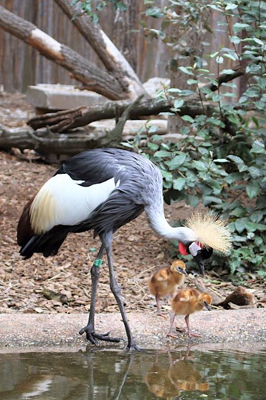Das diesjährige „Zootier des Jahres 2026 – Kronenkranich“ lebt und züchtet schon lange im Zoo Landau in der Pfalz. (Foto: Zoo Landau)