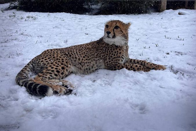 Gepardin Assama (Foto: Landau in der Pfalz)