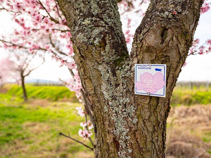 Pfälzer Mandelpfad (Foto: Pfalz Touristik, Fachenbach Medien)