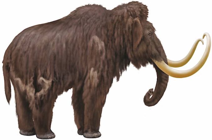 Wollhaarmammut (Bild: Frederik Spindler)
