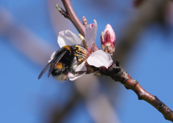 Eine Hummel (Foto: Holger Knecht)