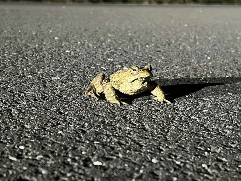 Erdkröte (Foto: Polizei RLP)