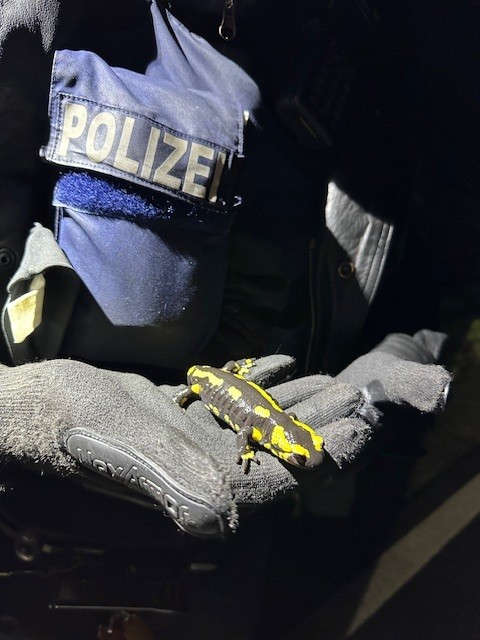 Feuersalamander (Foto: Polizei RLP)