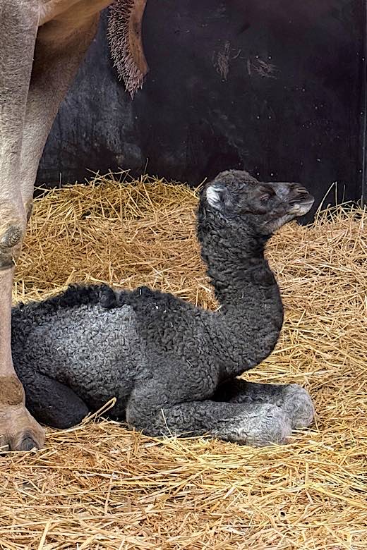 Farblich sieht das Fohlen eher seinem Vater ähnlich. (Foto: Zoo Landau in der Pfalz)