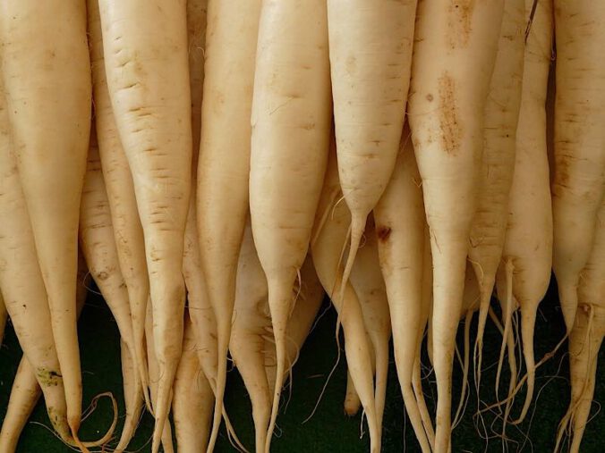 Symbolbild Rettich (Foto: Pixabay/Hans)