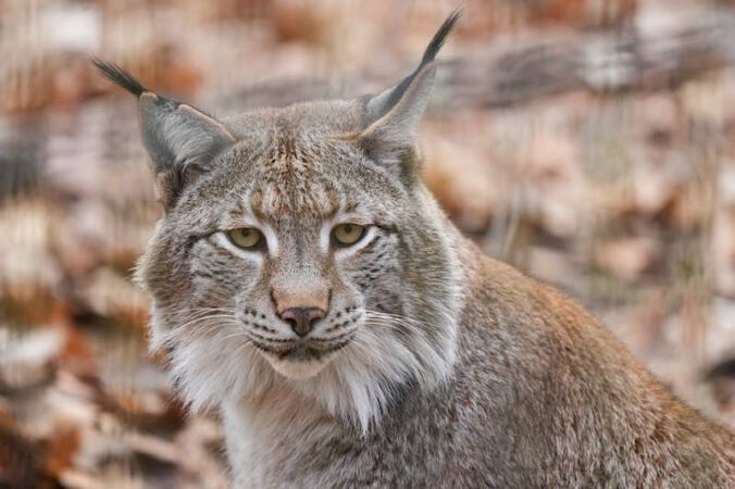 Ein Luchs im Wildpark Rheingönheim (Foto: Holger Knecht)