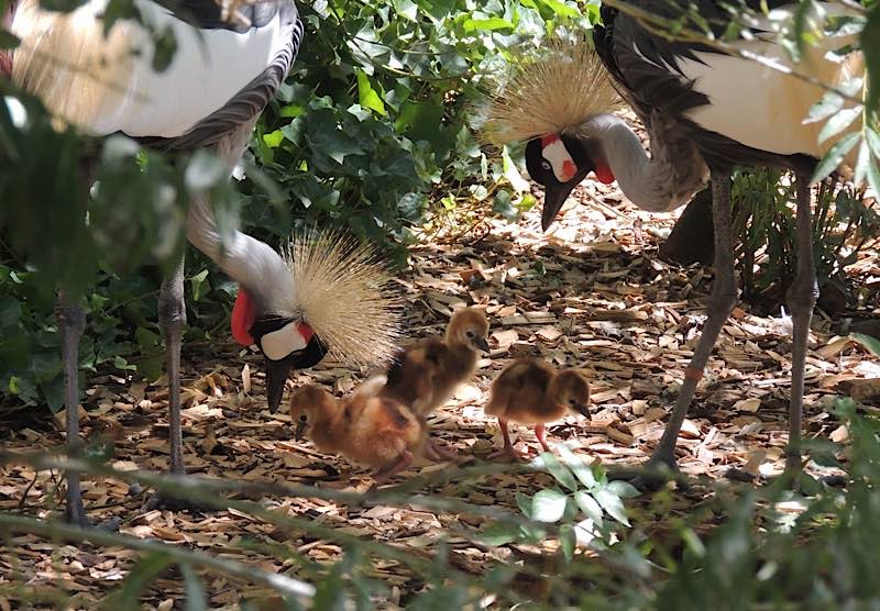 Kronenkraniche ziehen im Zoo Landau regelmäßig Küken auf, dieses Jahr stehen sie im Fokus der Kampagne „Zootier des Jahres“ (Foto: Zoo Landau)