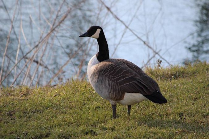 Symbolbild Kanadagans (Foto: Pixabay/Rena Limberger)