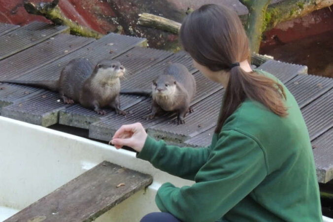 Neues Otterpärchen Zoo Landau (Foto: Zoo Landau)