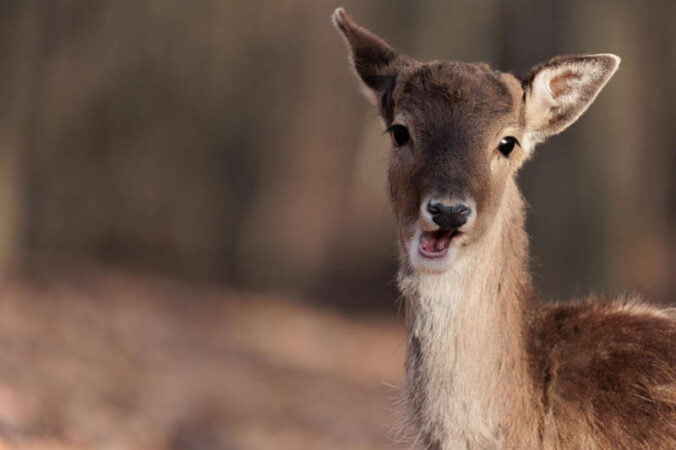 Symbolbild Reh (Foto: Pixabay/Petra)