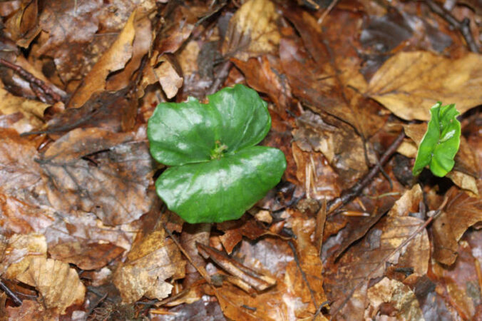 Ein Buchenkeimling streckt die Keimblätter durchs trockene Laub. (Foto: Pfalzmuseum für Naturkunde)