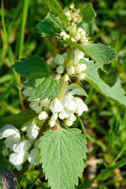 Symbolbild Brennessel (Foto: Pixabay/Clara Sander)