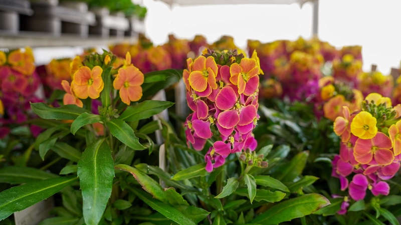 Startschuss für Frühlings-Beetbepflanzungen als leuchtende Farbtupfer im Pirmasenser Stadtbild (Foto: Stadt Pirmasens / Max Mahr)