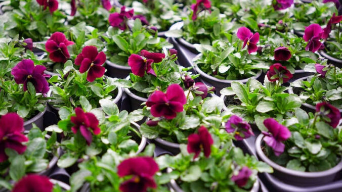 Startschuss für Frühlings-Beetbepflanzungen als leuchtende Farbtupfer im Pirmasenser Stadtbild (Foto: Stadt Pirmasens / Max Mahr)