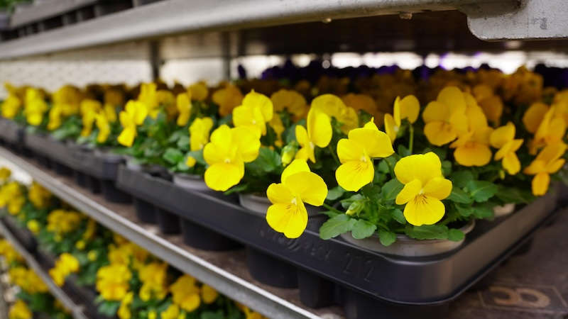 Startschuss für Frühlings-Beetbepflanzungen als leuchtende Farbtupfer im Pirmasenser Stadtbild (Foto: Stadt Pirmasens / Max Mahr)
