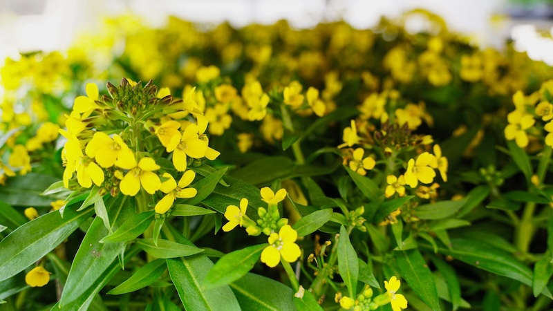 Startschuss für Frühlings-Beetbepflanzungen als leuchtende Farbtupfer im Pirmasenser Stadtbild (Foto: Stadt Pirmasens / Max Mahr)