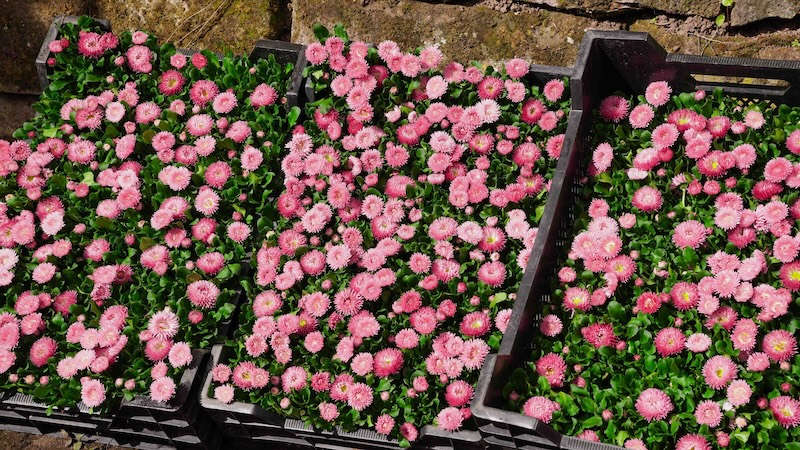 Startschuss für Frühlings-Beetbepflanzungen als leuchtende Farbtupfer im Pirmasenser Stadtbild (Foto: Stadt Pirmasens / Max Mahr)