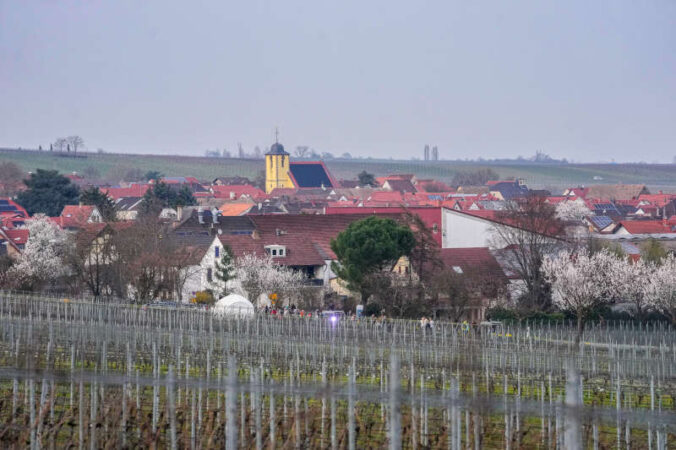 Blick auf Ungstein (Foto: Holger Knecht)