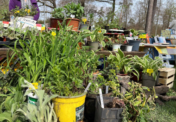 Grüne Vielfalt bei der Pflanzentauschbörse (Foto: Landesforsten.RLP.de / P. Hochscheidt)