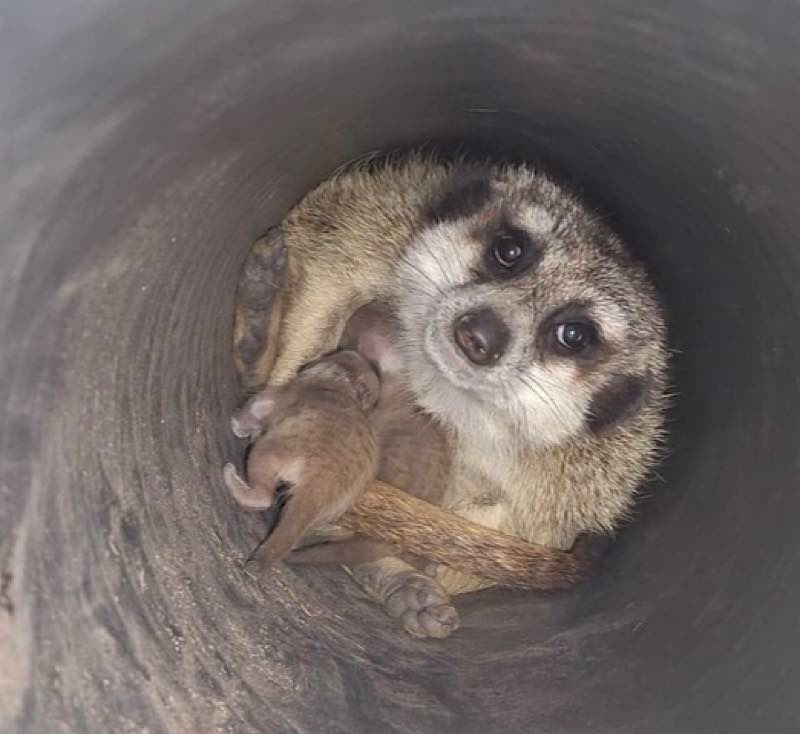 Nachwuchs auch bei den Erdmännchen (Foto: Zoo Kaiserslautern)