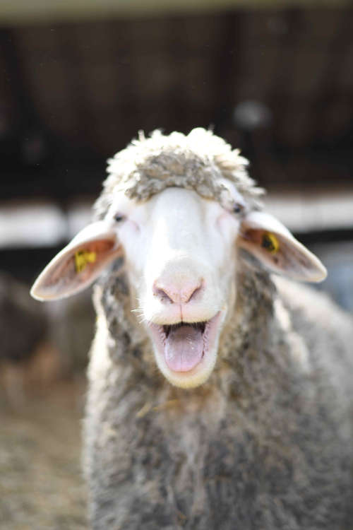 Schafschur im April 2026 im Hofgut Neumühle fachgerecht erlernen