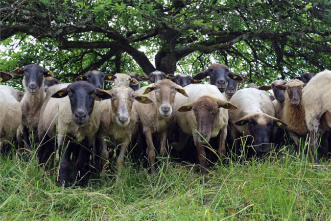 Weidende Schafherden (Quelle: Biosphärenreservat Pfälzerwald-Nordvogesen/Foto: Norman Krauß)