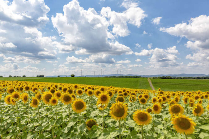 Symbolbild Sonnenblumen (Foto: Pixabay/Dirk Wohlrabe)