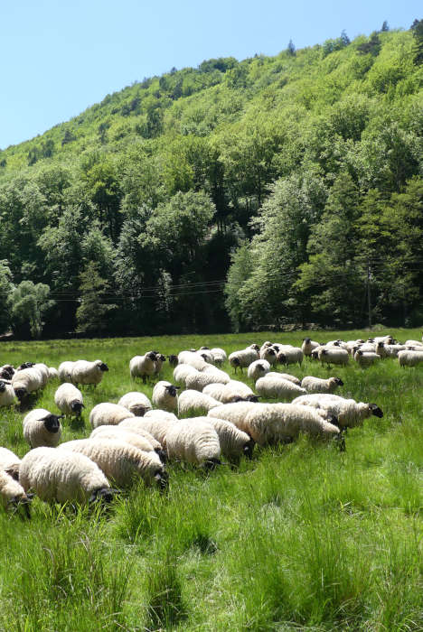 Ziehende Schafherden sind natürliche Landschaftspfleger (Foto: Biosphärenreservat Pfälzerwald-Nordvogesen)