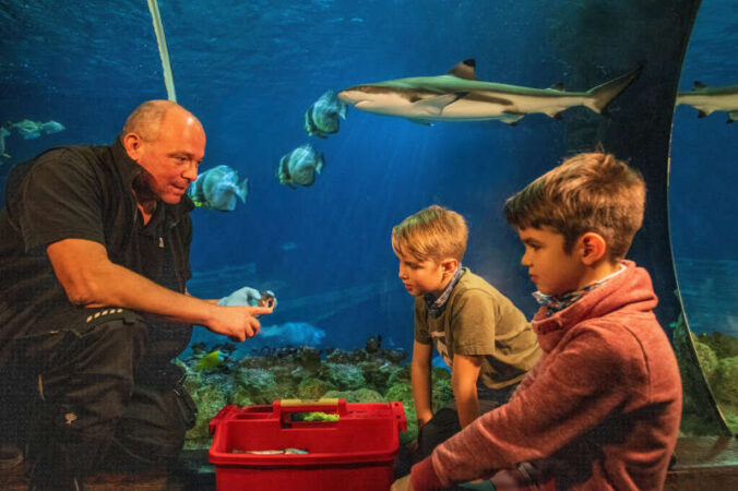 Mitarbeiter erklärt spannende Fakten zu Haien (Foto: SEA LIFE)