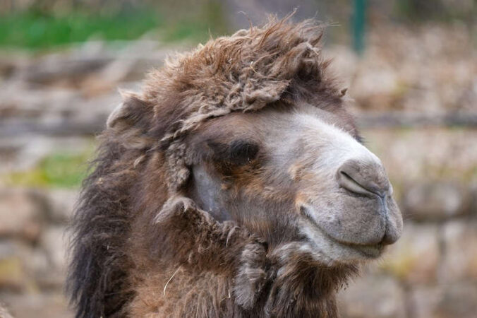 Trampeltier (Foto: Holger Knecht)