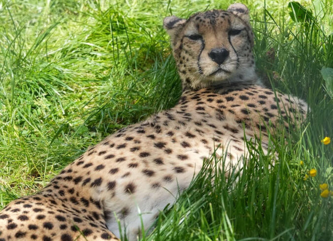 Ein Sudan-Gepard (Foto: Holger Knecht)