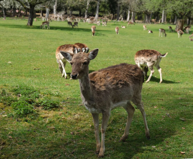 Zum Geburtstag des Fördervereins des Wild- und Wanderparks bei Silz sind die Grundschulklassen in SÜW dazu aufgerufen, ein Informationsschild zu Damwild, Pony, Wiesent, Ziege oder Wildschwein zu gestalten. (Foto: KV SÜW)