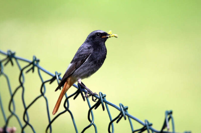 Der Hausrotschwanz (Quelle: Pixabay/JacekBen)