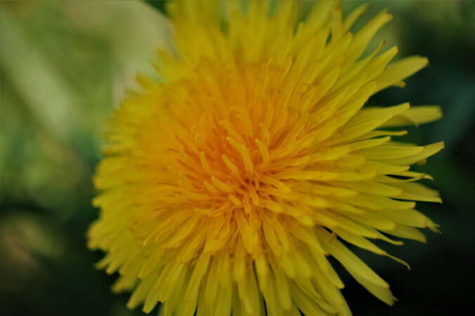 Löwenzahn (Foto: Irene Busch)