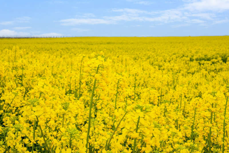 Rapsfeld (Foto: Holger Knecht)