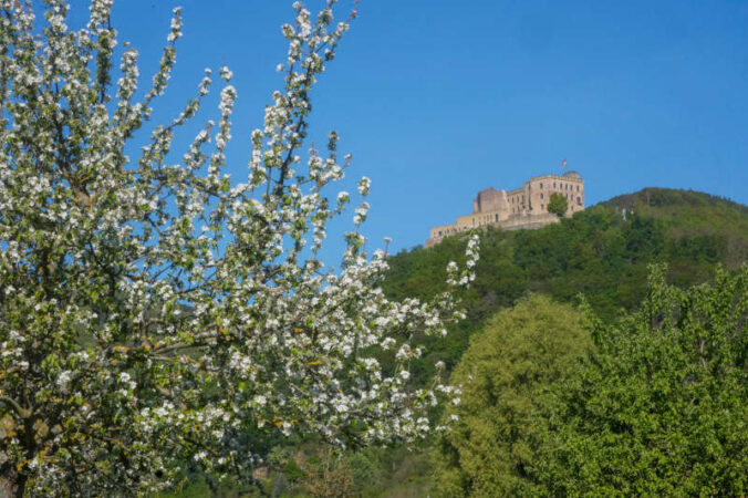 Das Hambacher Schloss im Frühling (Foto: Holger Knecht)