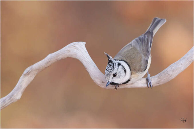 Haubenmeise (Foto: Clement Heber)